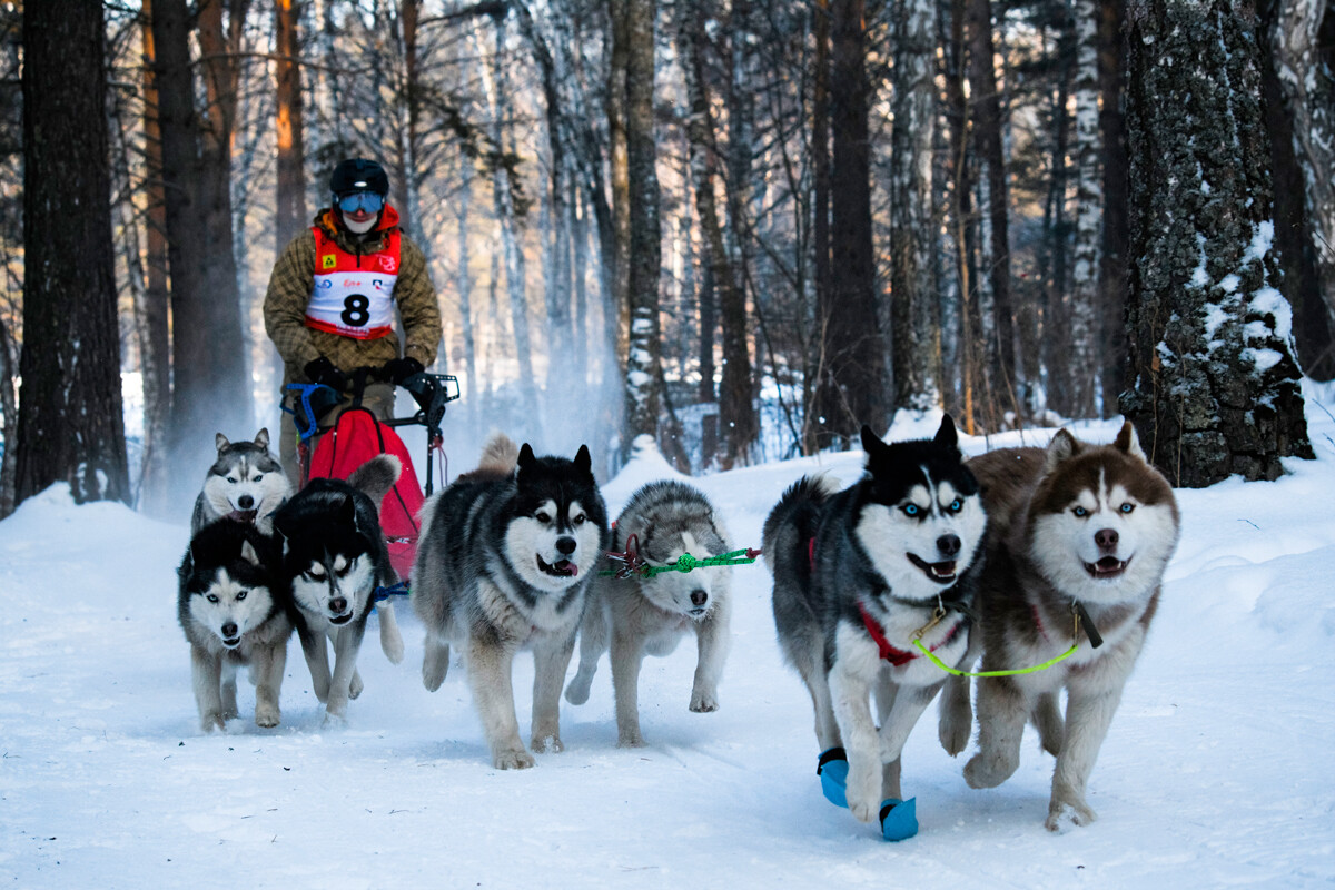Selama demam emas di Amerika Utara, anjing-anjing dari Siberia diimpor ke Alaska.