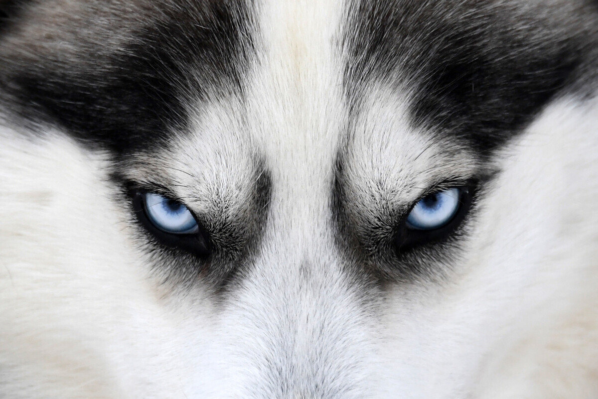 Husky siberiano tem lindos olhos azuis oceânicos
