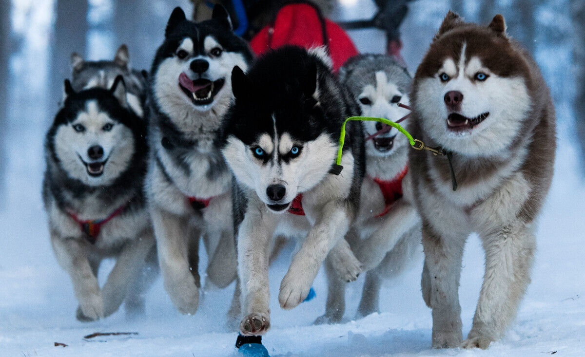 “Husky siberiano” foi registrado pela primeira vez como raça nos Estados Unidos
