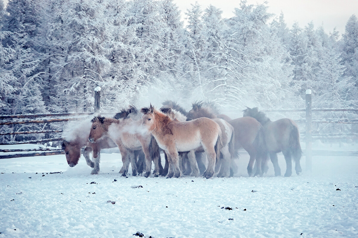 Јакутски коњи са слојем мраза на густој длаци. Ојмјакон, минус 60 степени, 24. децембар 2021.