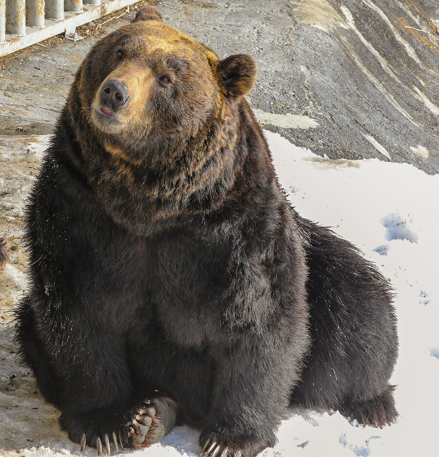Usurijski rjavi medved v medvedjem parku v Noboribetsu na Hokaidu, 2019. 