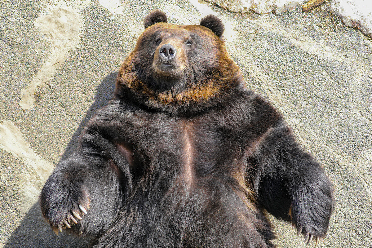 Usurijski rjavi medved v medvedjem parku v Noboribetsu na Hokaidu, 2019. 