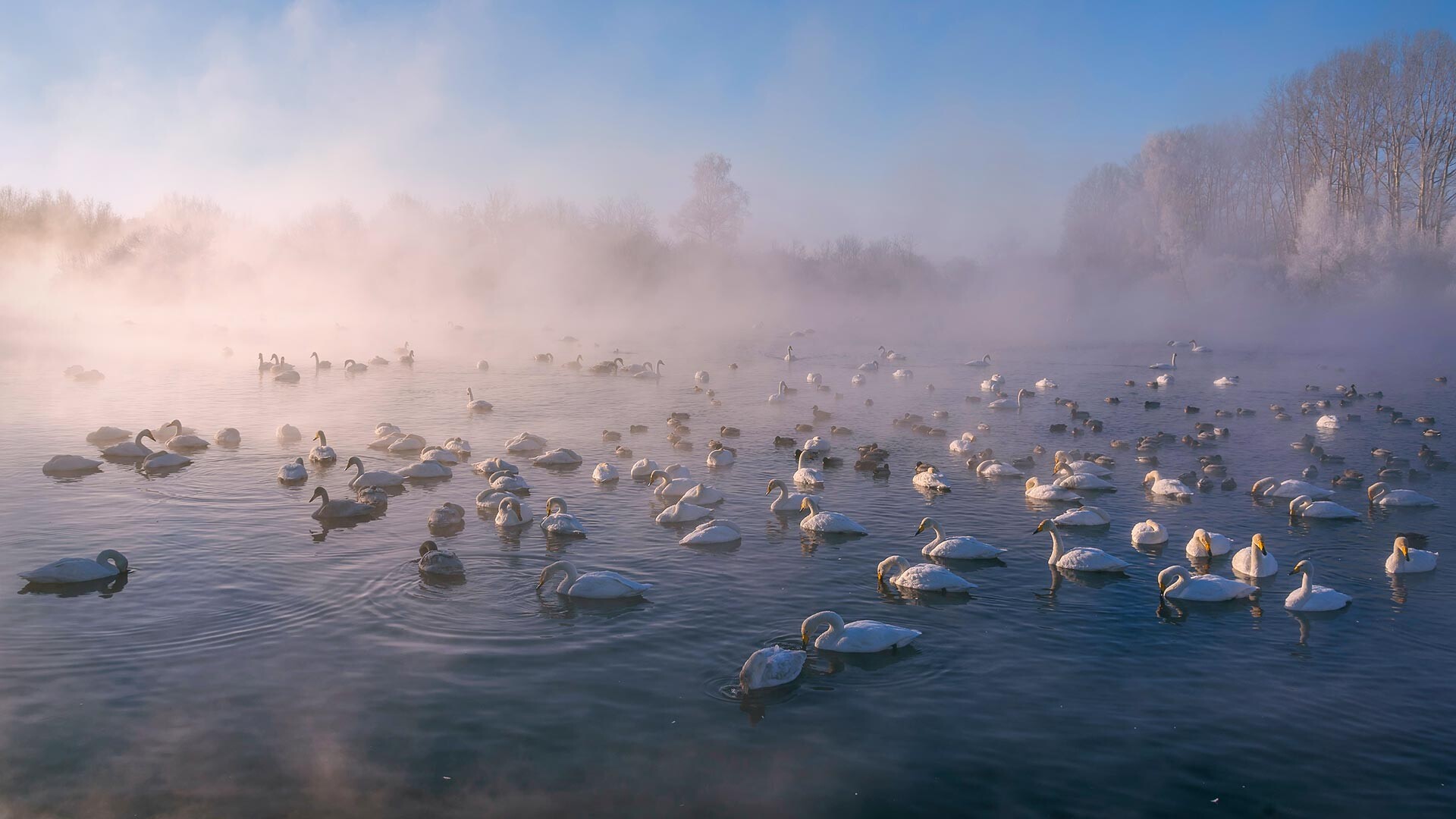 Светло језеро, резерват лабудова,  село Урожајно, Совјетски округ, Алтајска област, Русија.