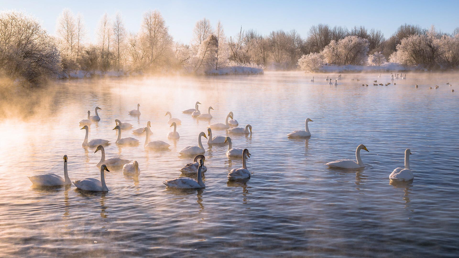 Светло језеро, резерват лабудова,  село Урожајно, Совјетски округ, Алтајска област, Русија.