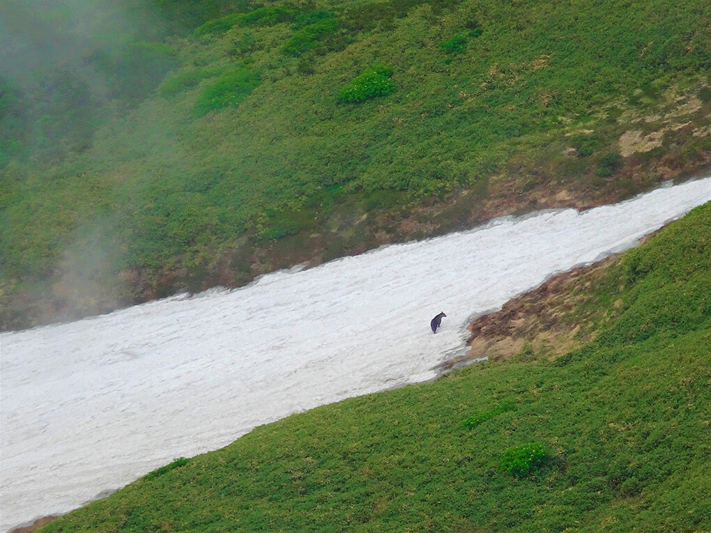 Avvistamento dal Monte Ashibetsu di un orso bruno dell’Ussuri in un canalone innevato sull’isola di Hokkaidō, Giappone