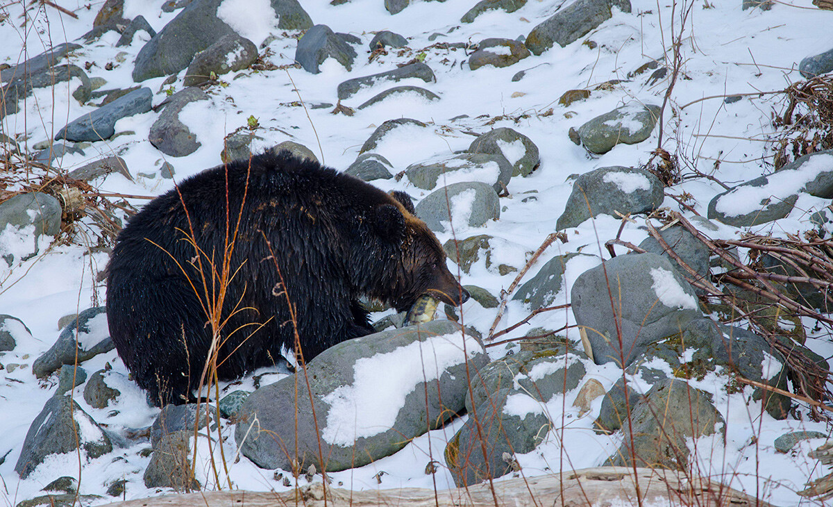 Un orso bruno dell’Ussuri mangia un salmone nel Parco Nazionale di Shiretoko, Hokkaidō, Giappone