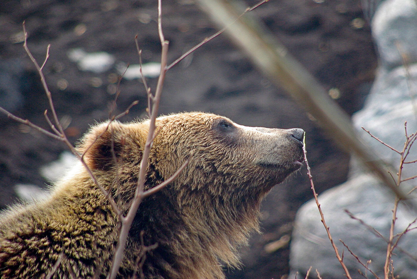 Il manto della sottospecie Orso bruno dell’Ussuri è mediamente pià scuro di quello dell’orso bruno