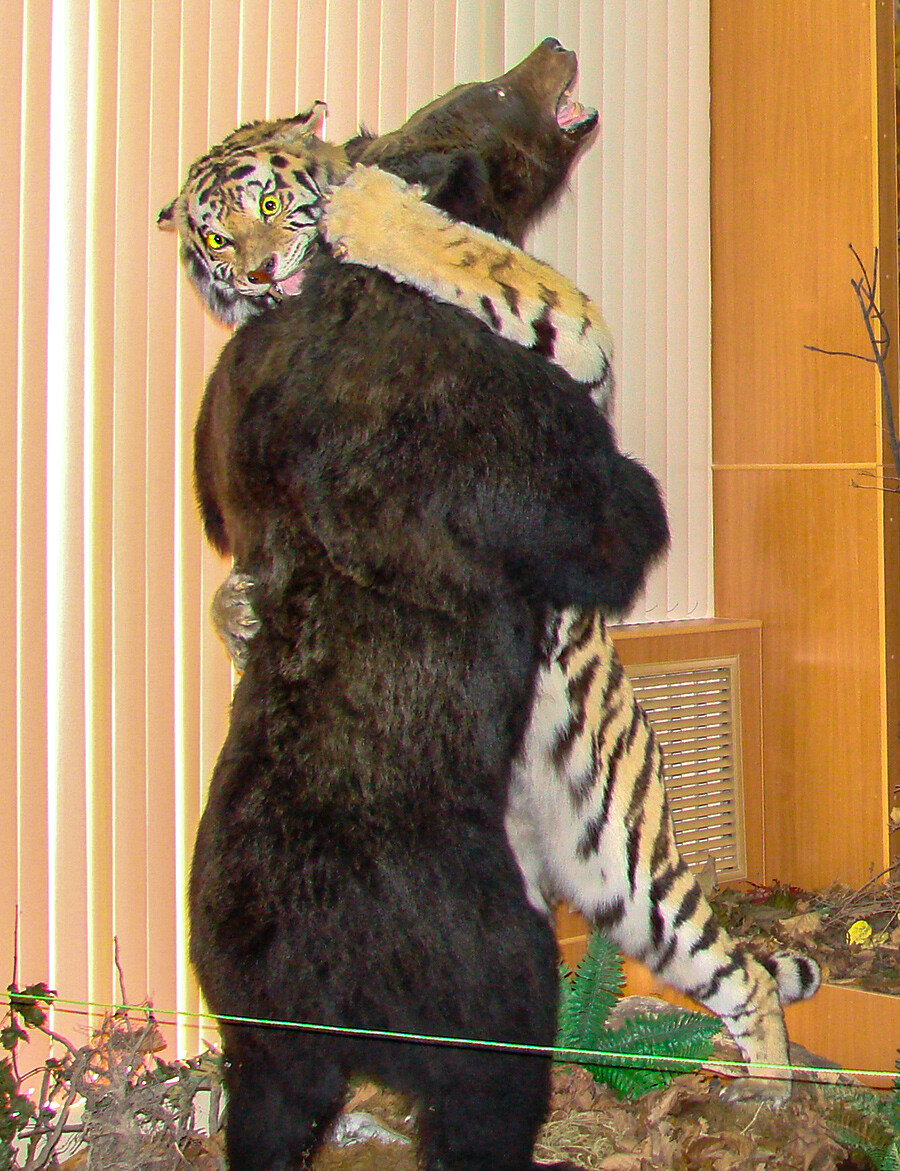 Una tigre dell’Amur combatte contro un orso bruno dell’Ussuri: riproduzione  con animali impagliati all’Esibizione di Tassidermia del Museo di Vladivostok, Russia