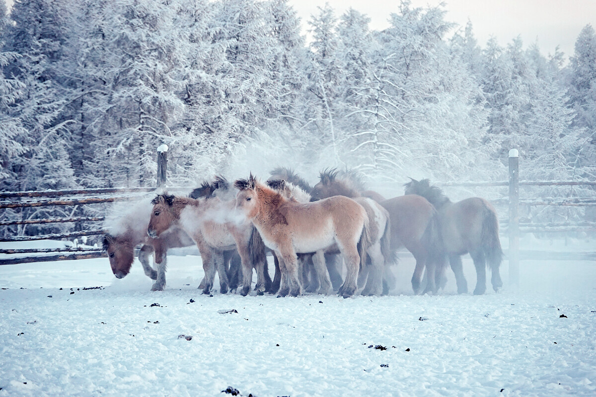 Јакутски коњи со слој од мраз на густото влакно. Ојмјакон, минус 60 степени, 24 декември 2021.

