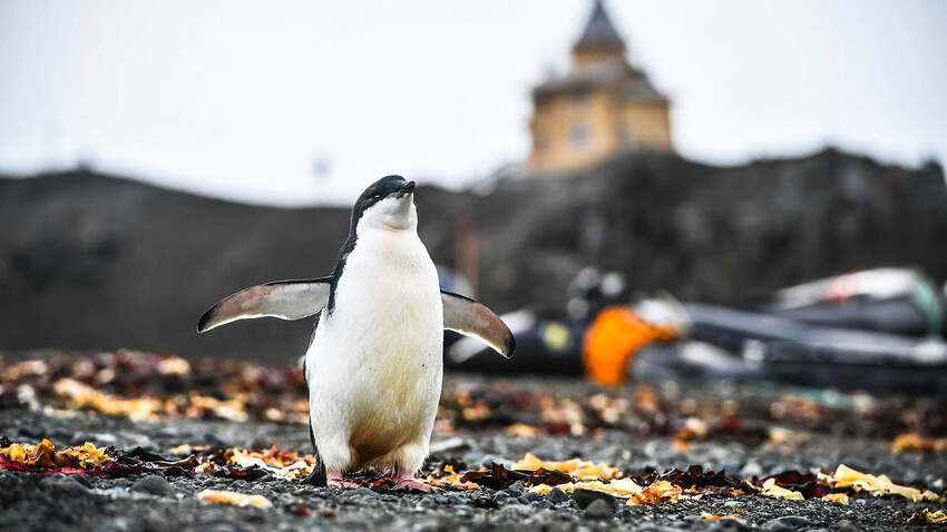 Pulcino di pinguino antartico presso la stazione scientifica russa “Bellingshausen” sull’Isola di re Giorgio, la più grande delle Shetland Meridionali