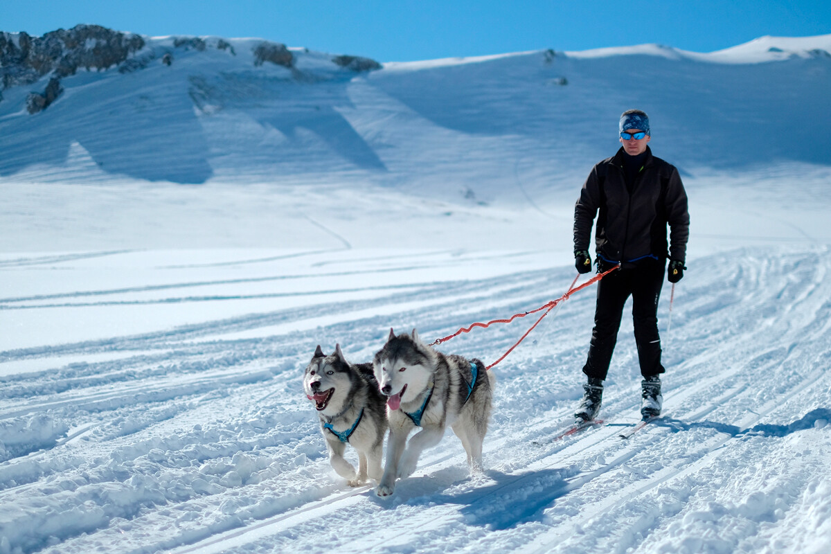 Skijöring (mehrere Hunde ziehen eine Person auf Skiern) ist eine weitere beliebte Sportart.
