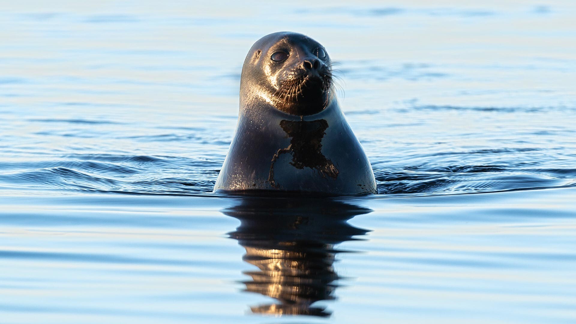 The seals are swimming now. Нерпа плавает на цесаревича фото. Как правильно the Seals Swim или a.