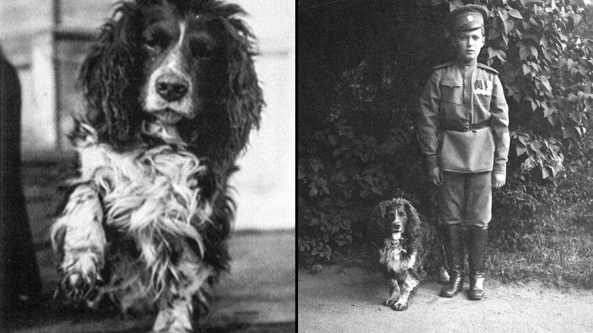 Il cocker spaniel Joy, cane dello zarevic Aleksej (1904-1918), con lui nella foto a destra