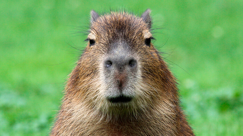 Capybara', la canción viral la compuso un ruso en media hora - Russia  Beyond ES