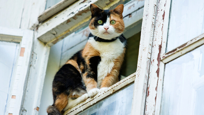 Кот в окне примета. Котик смотрит в окно. Котик у окна. Кот сидит на балконе. Кот смотрит на птиц в окно.