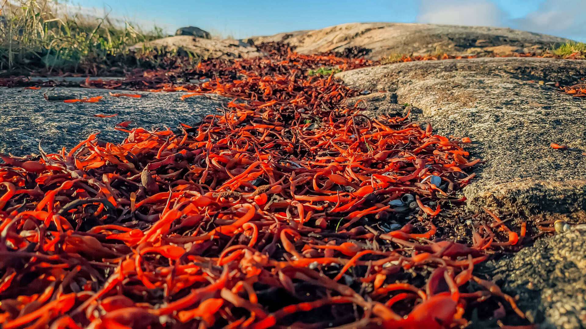 Las algas Fucus en el Mar Blanco.