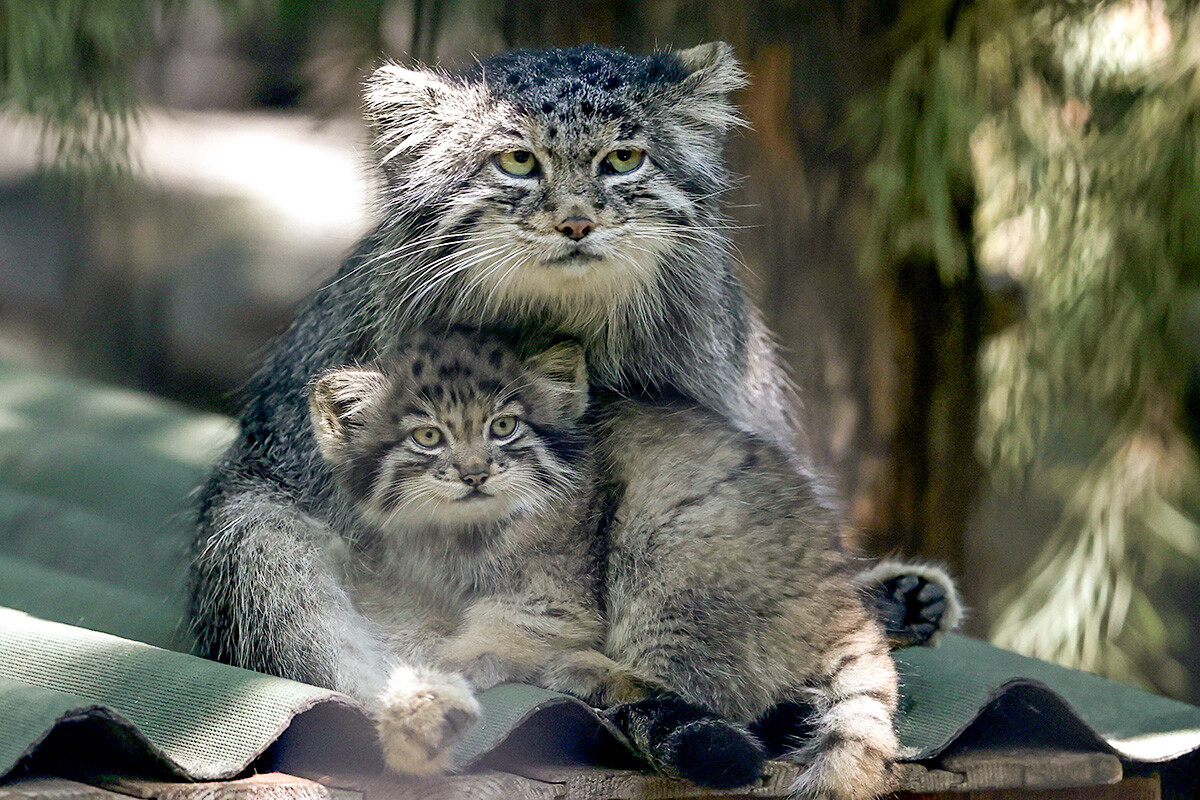 Mia the manul wih her kitten. She is the mother of six!