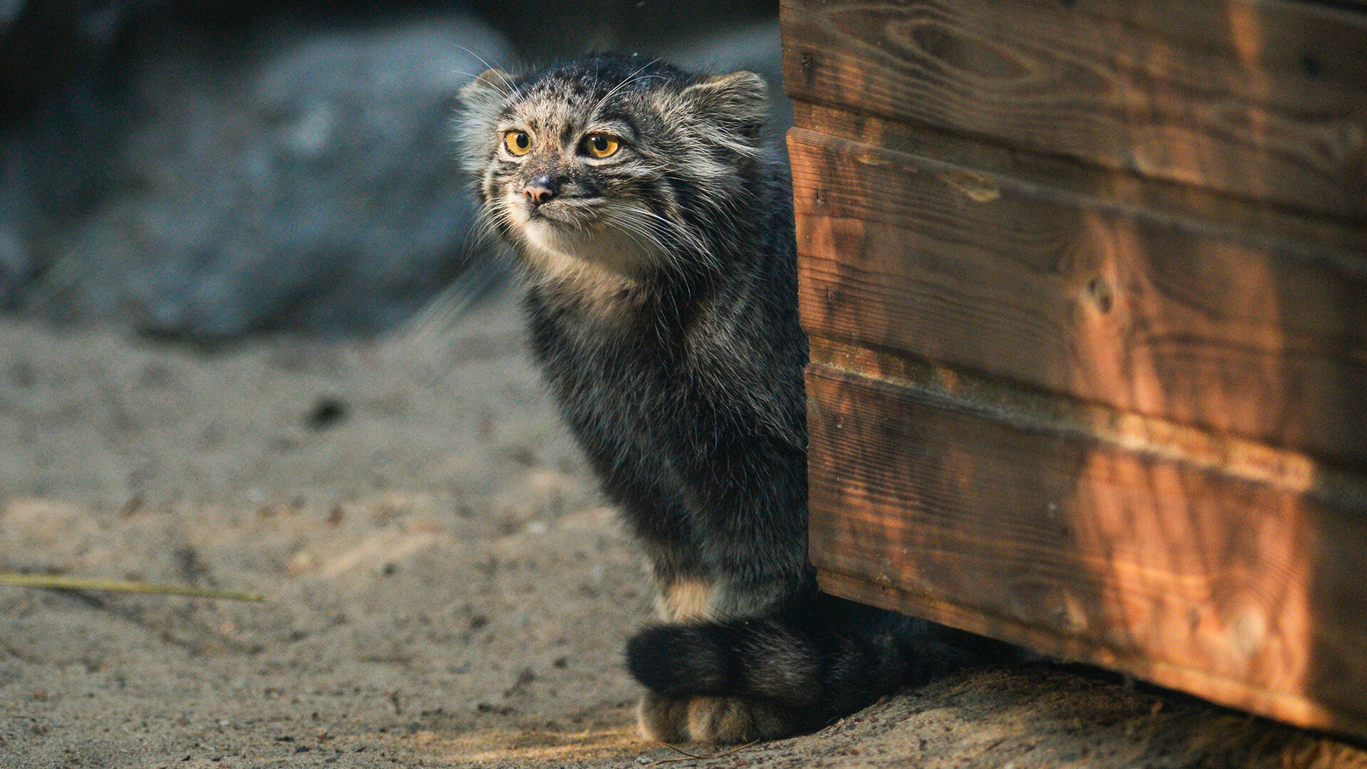 Pallas's cat, Endangered, Steppe, Asia