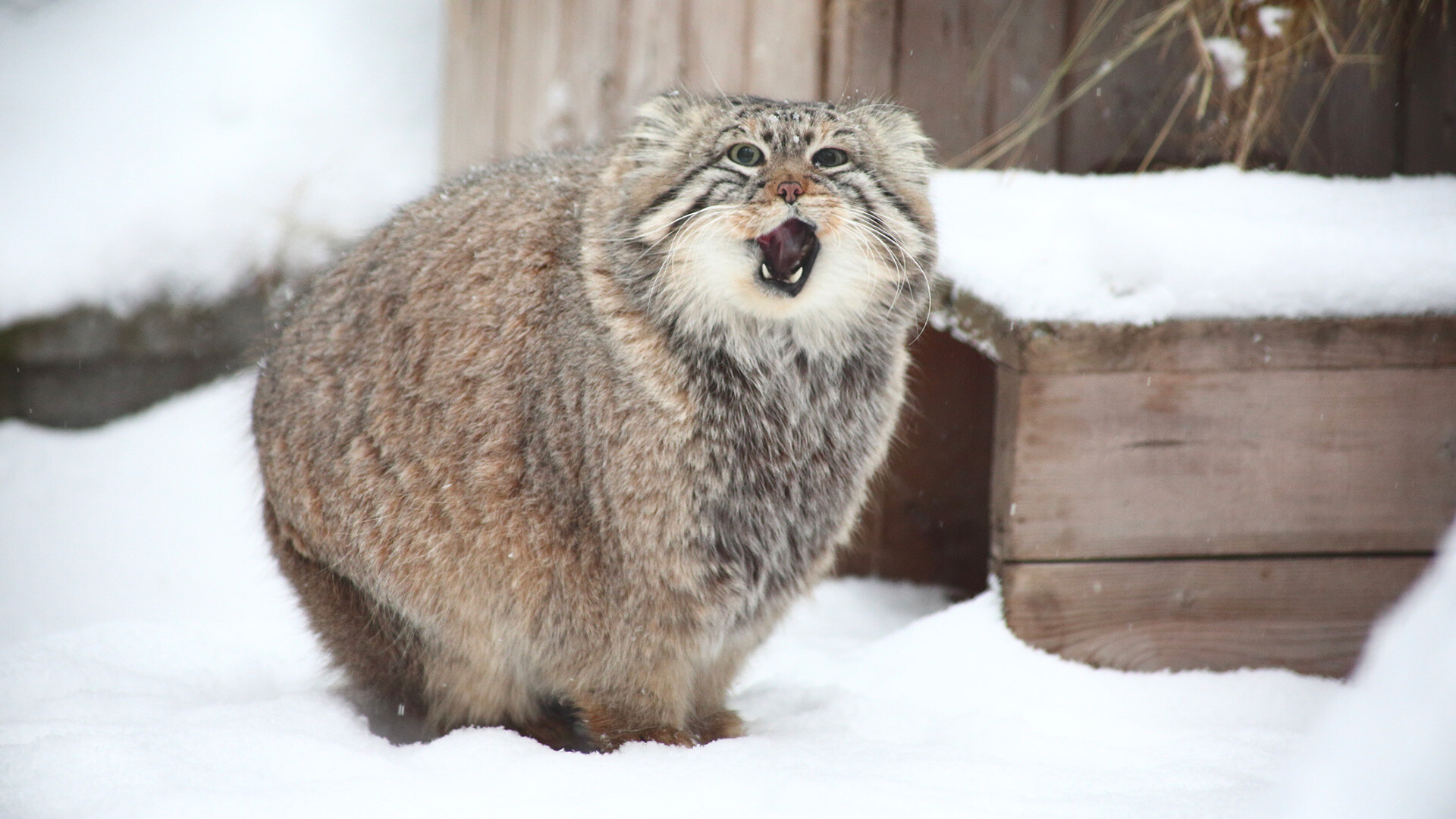 Manul pada musim dingin.