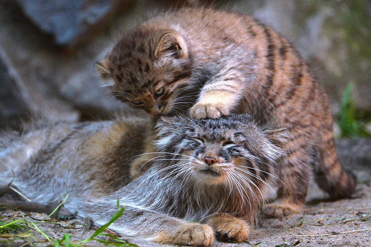 Seekor anak kucing dengan induknya, 2018.