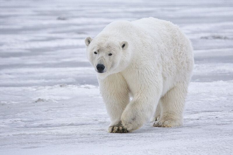 Urso polar
