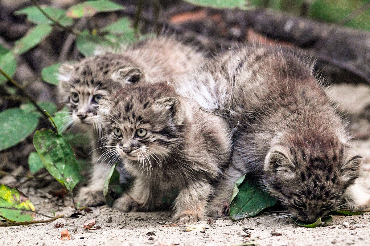 16 manulskih mladičev ogrožene vrste v Novosibirskem živalskem vrtu 