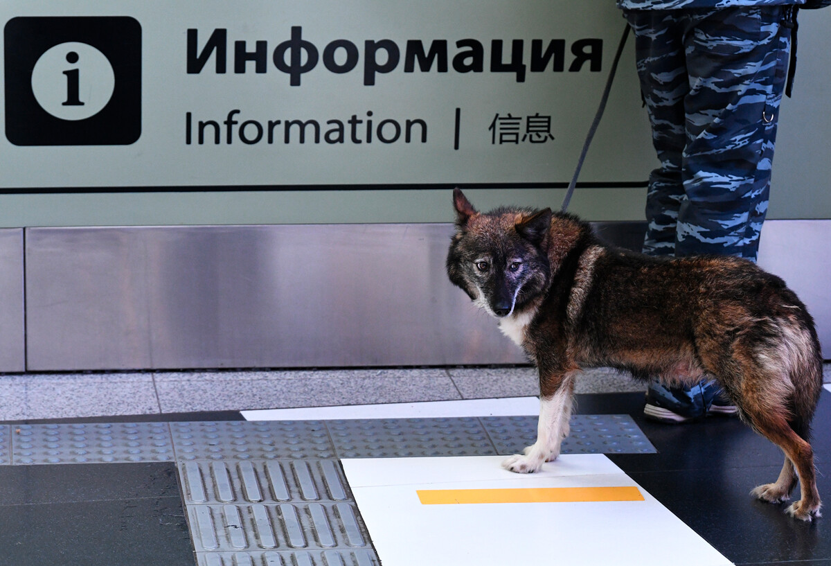 Un adiestrador de perros con un perro shalaika (un híbrido de chacal y laika) en el aeropuerto internacional de Sheremétievo de Moscú.