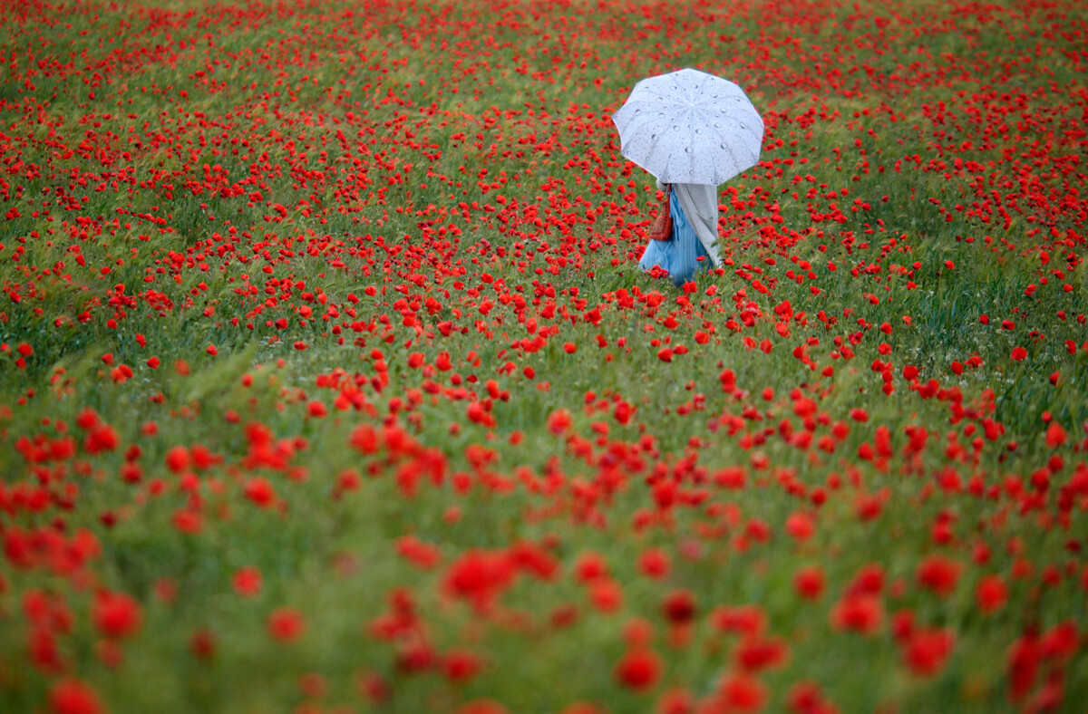 Una chica con un paraguas camina por un campo de amapolas en Crimea.