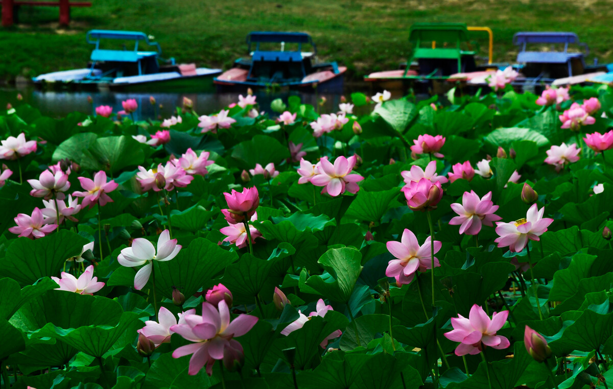 Flores de loto de Komarov en un lago cerca de Ussuriysk en el krái de Primorie.