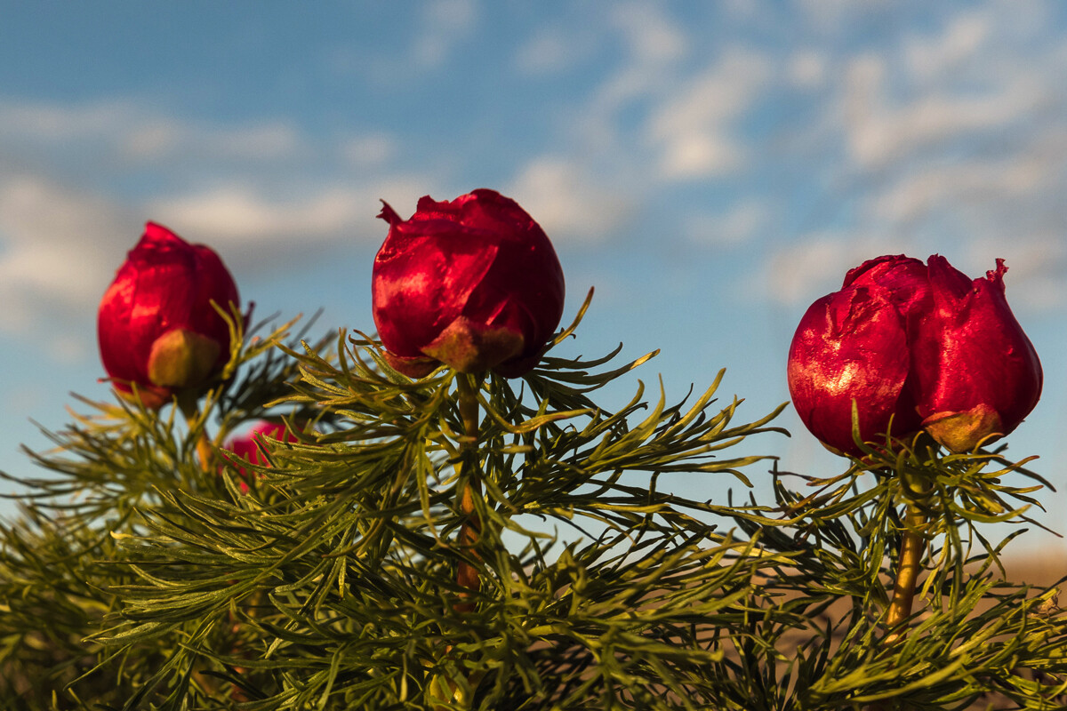 Wild peonies.