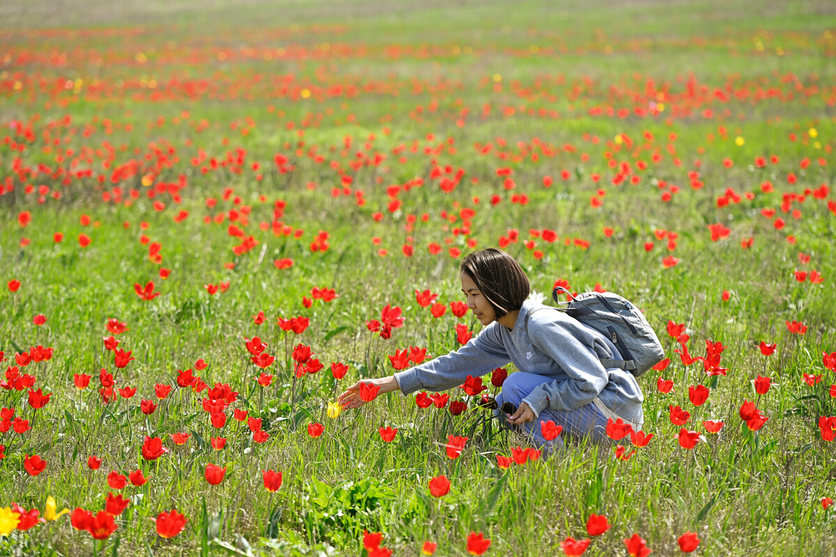 Blooming tulips in Kalmykia.