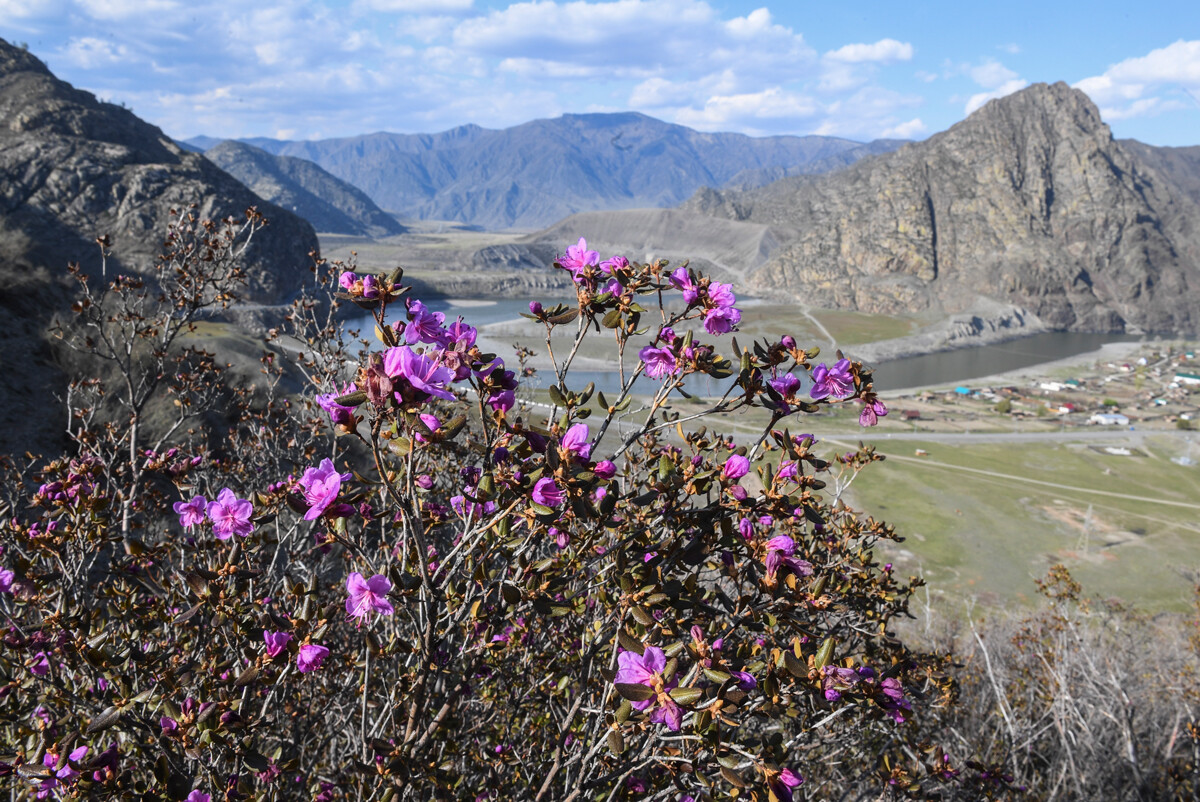 Республика Алтай. Цветение маральника в Онгудайском районе 