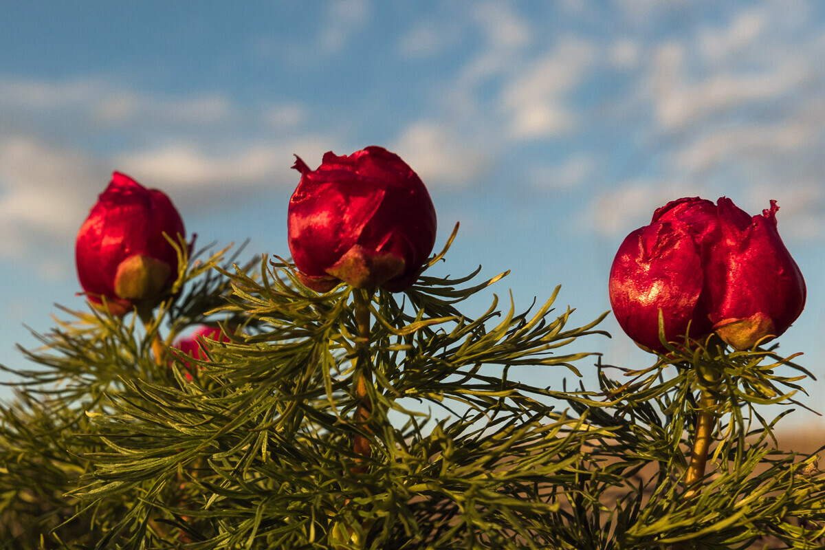 Bunga peony liar.