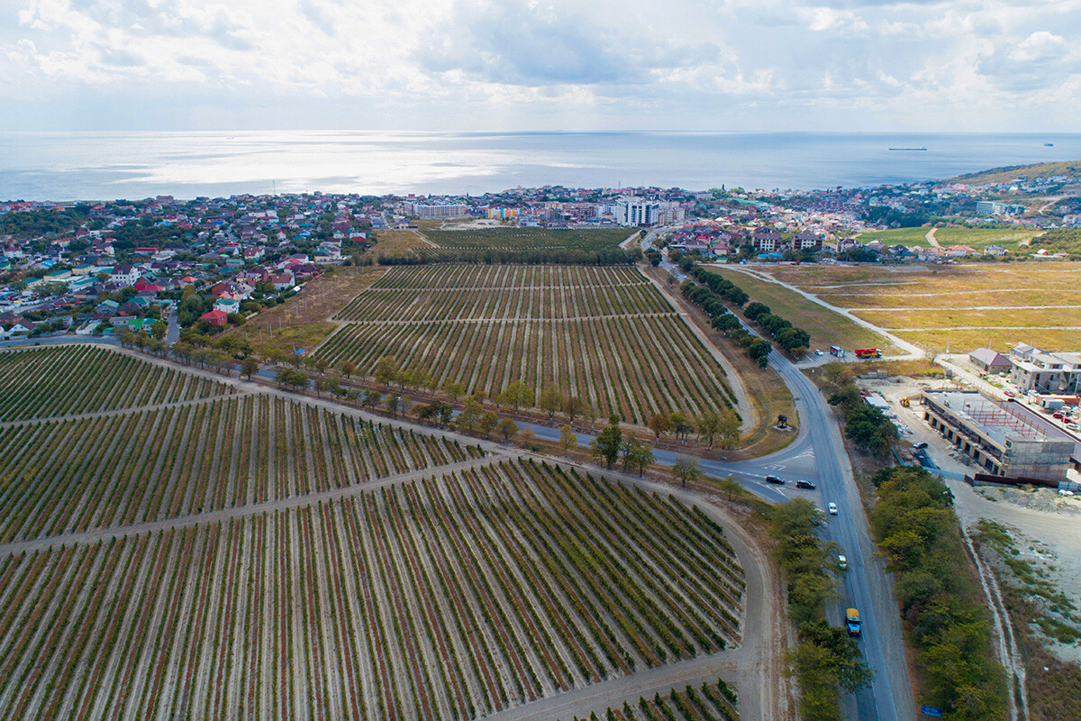 KRASNODARSKI OKRAJ, 20. SEPTEMBER 2019: Vinograd v kleti Mishako v bližini istoimenske vasi. 