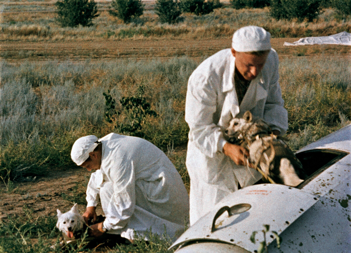 Zdravniki vlečejo testne pse iz kabine glave brezpilotne rakete na mestu pristanka, 1960.