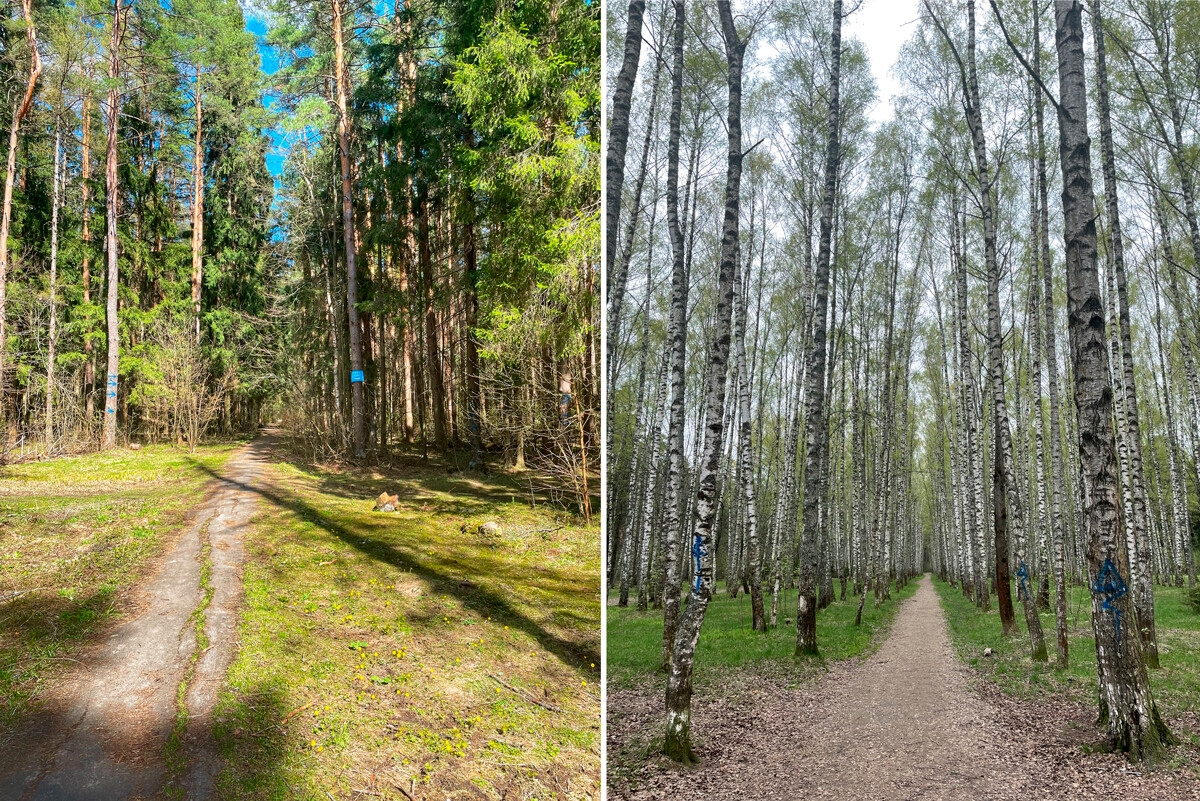 Le foreste a primavera. Il percorso da Mosca a Sergiev Posad attraversa fantastiche zone naturali