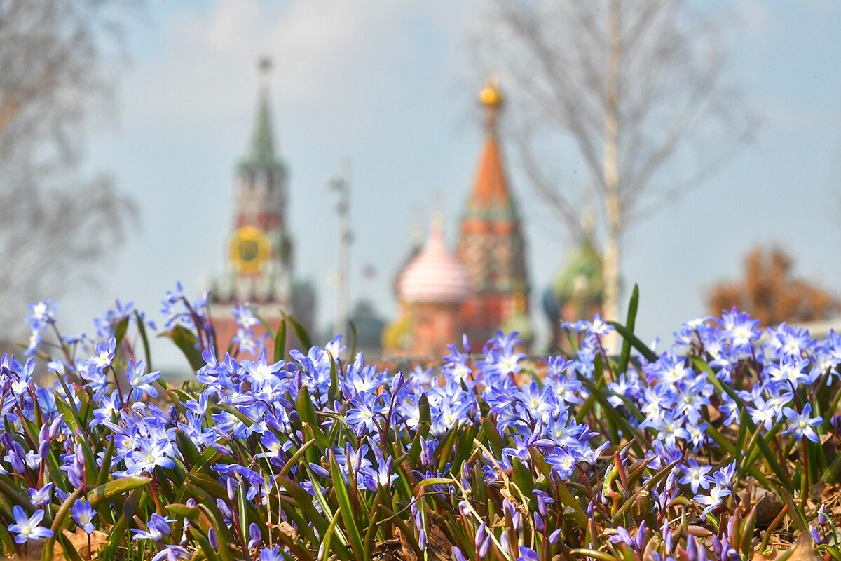 La primavera ha llegado a Rusia. Echa un vistazo a las flores en las ciudades