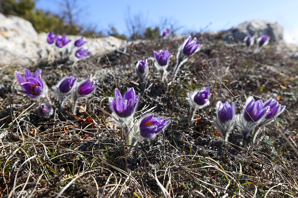 La primavera ha llegado a Rusia. Echa un vistazo a las flores en las ciudades