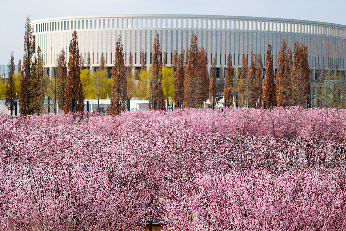 La primavera ha llegado a Rusia. Echa un vistazo a las flores en las ciudades