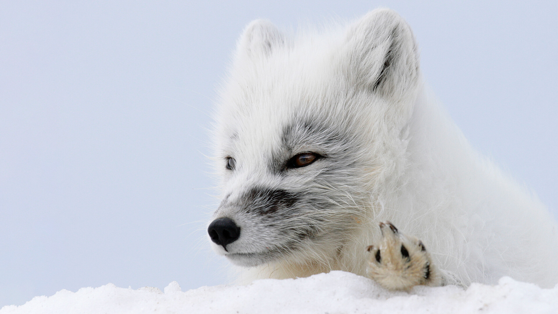  Arctic fox, Kolguev Island, Barents Sea, Russia. 