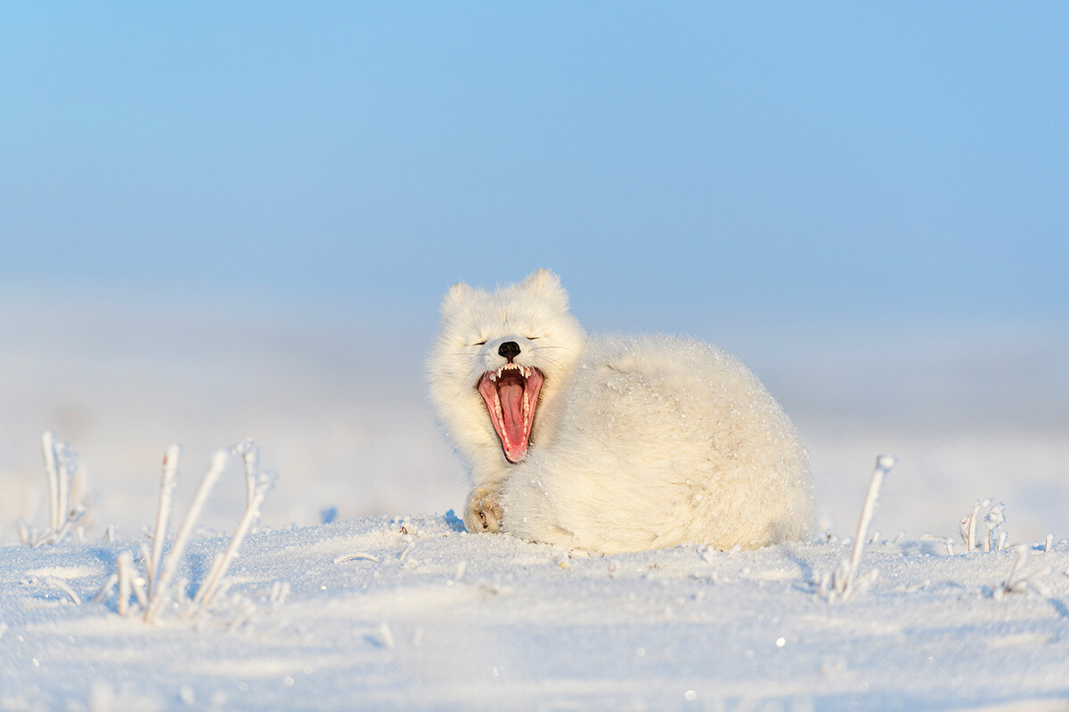 Arctic fox lying in a snowy field, Russia.