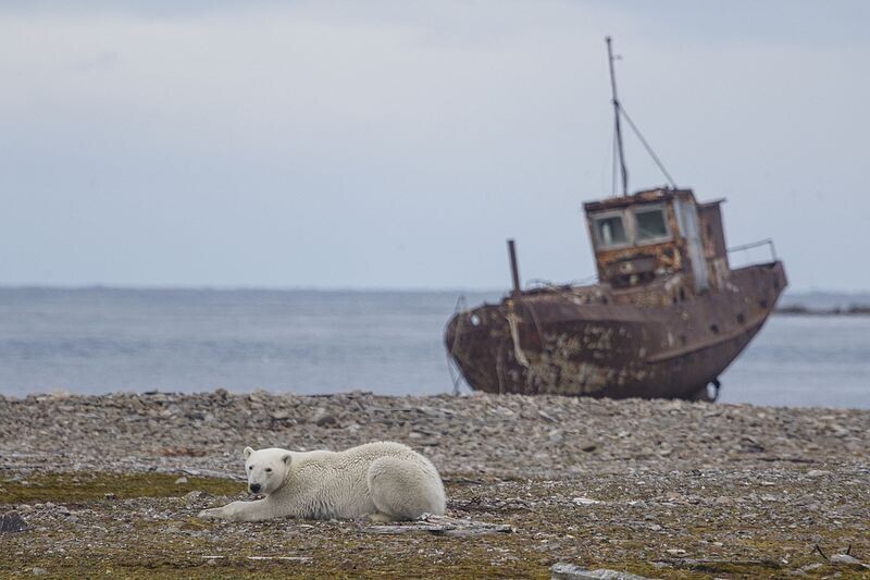 Urso polar fotografado na parte setentrional do arquipélago de Nova Zembla.

