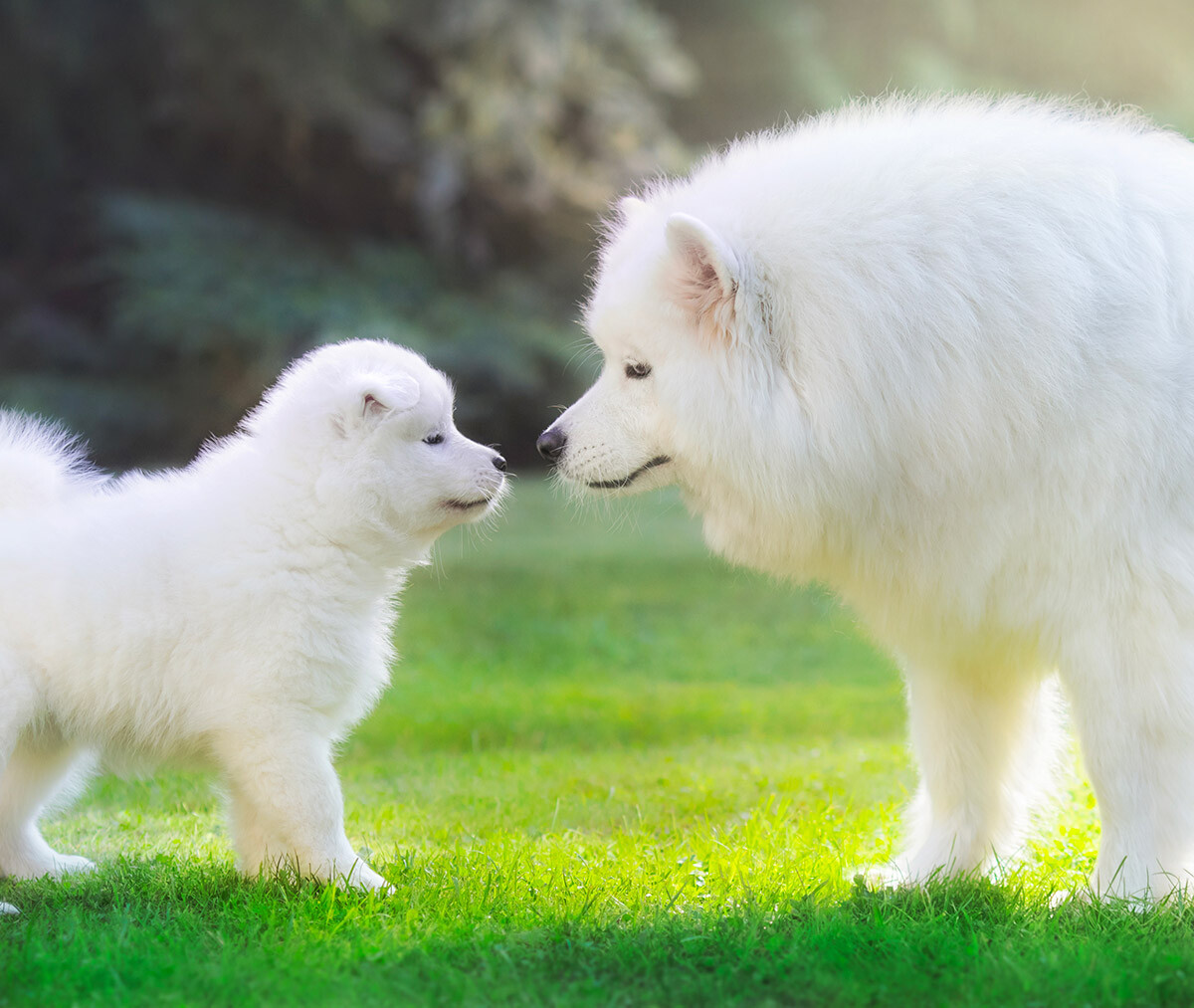 are samoyed dogs expensive