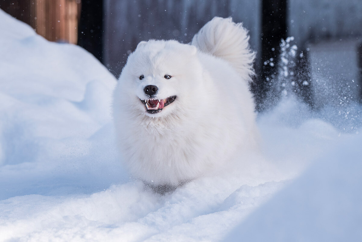 Wild samoyed hot sale