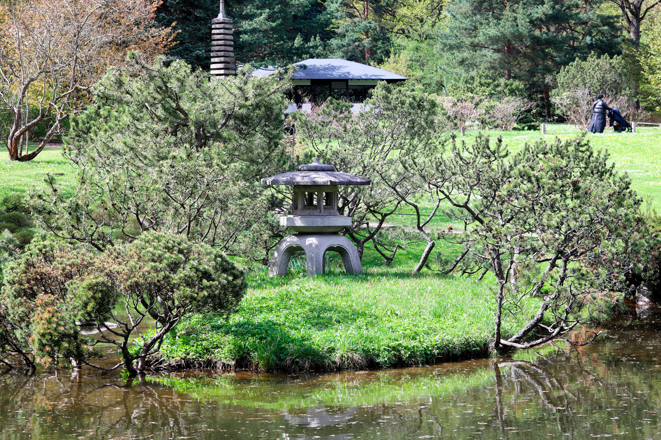 La fioritura della sakura nel Giardino botanico di Mosca