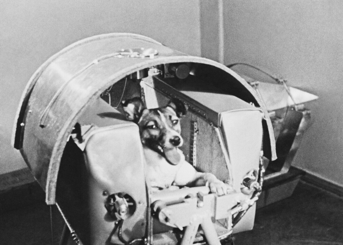 Outubro de 1957. Laika em um contêiner durante preparativos para o voo espacial em um instituto da Academia de Ciências da URSS.