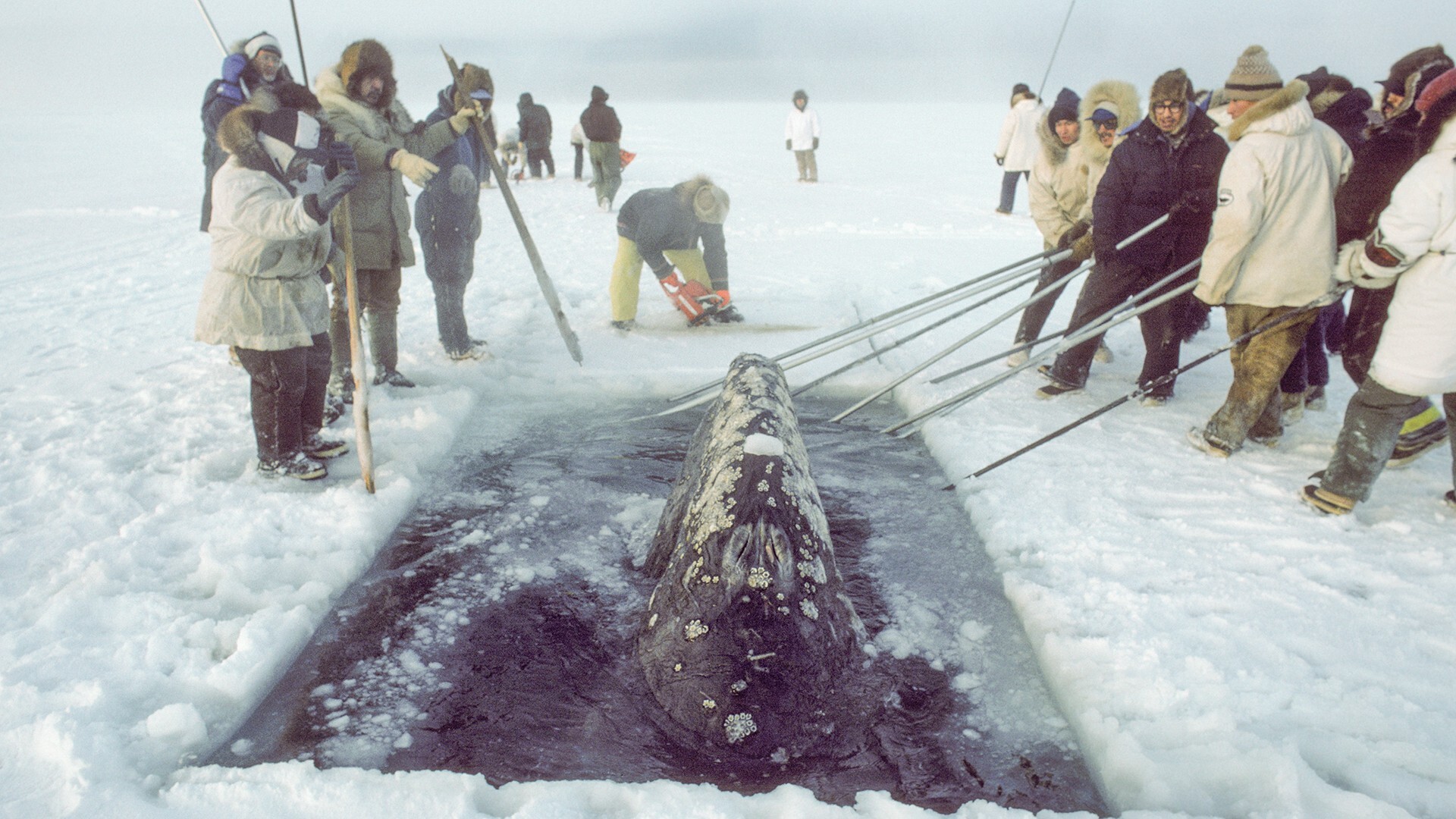 Historias que inspiran: la morsa solitaria de Alaska que lucha por