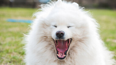 Самојед: 6 факти за најстарото куче на светот