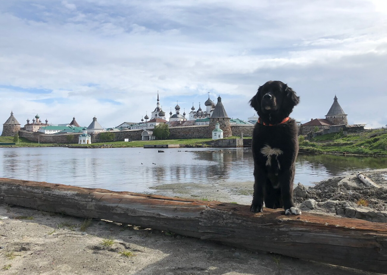 Vanya the dog at the Solovki islands