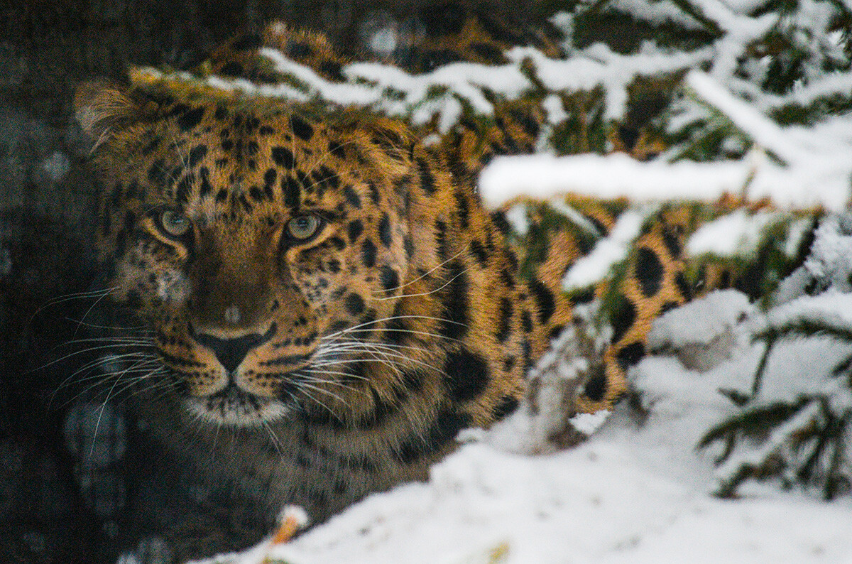 Amurski leopard v Moskovskem živalskem vrtu. 